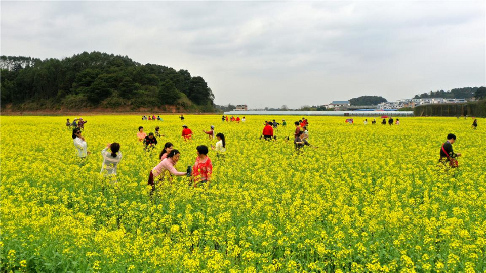 【B】【与春天撞个满怀 打卡最美春景】广西宾阳：多彩油菜花开引客来_fororder_图片 12