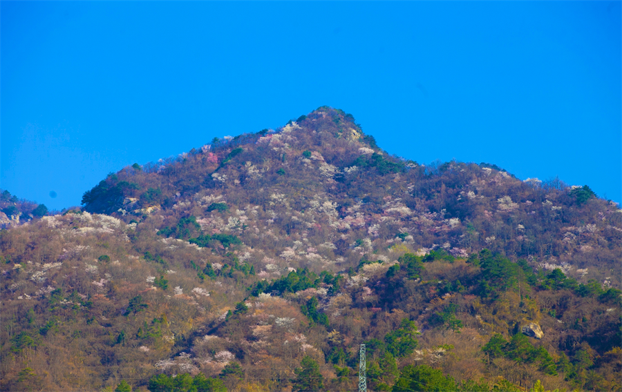 【与春天撞个满怀 打卡最美春景】龟峰山景区樱花谷野樱迎春绽放_fororder_图片7