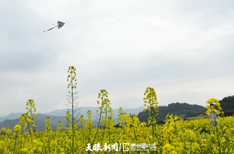 黔东南从江：春风拂面菜花香 农旅融合景色美