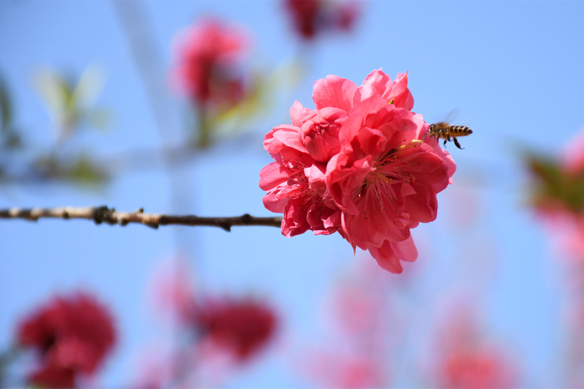 广西宾阳：桃花艳艳引客来