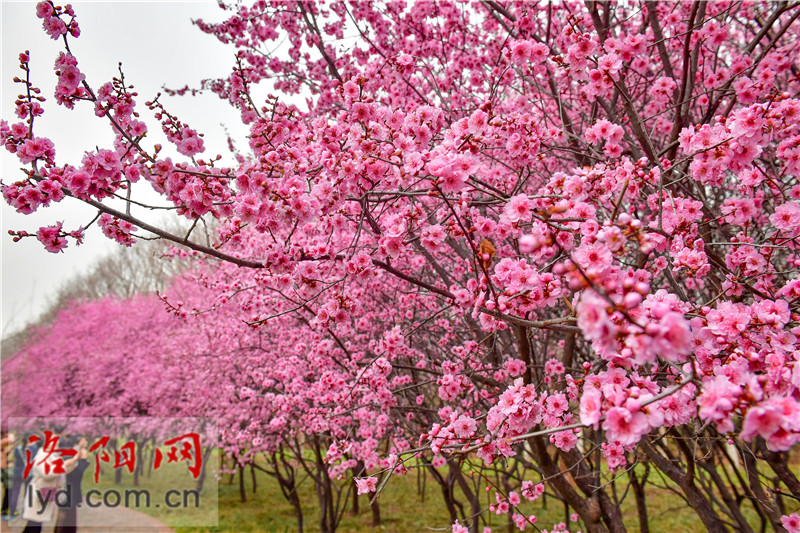 春来到 洛城百花俏