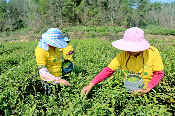 舌尖上的春天 信阳光山春茶迎来开采好时节_fororder_微信图片_20220314154304