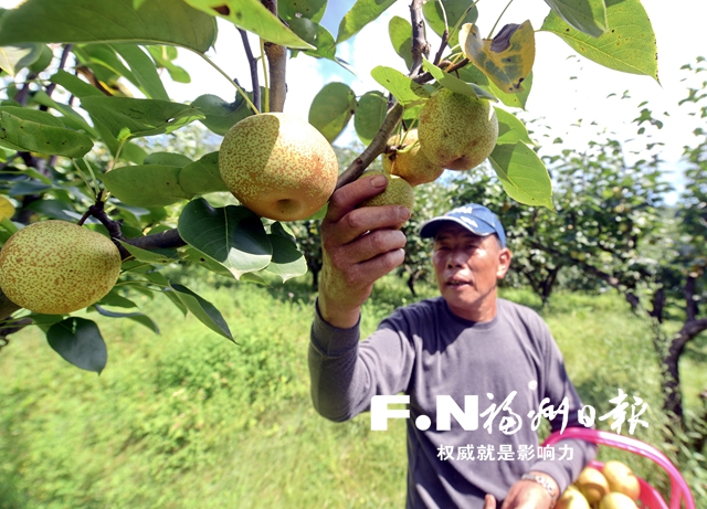 【美食 图文】“文旅农”助力　老梨园焕发新生机