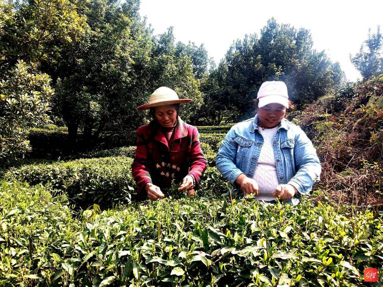 水城“春”贵 杨梅“茶”香