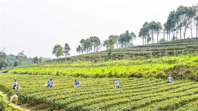 重庆江津：茶园游助增收