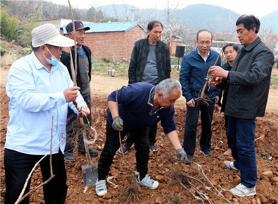 南阳市内乡县：7000余株致富樱桃苗种出京宛情_fororder_农技专家教村民种樱桃树苗 摄影 朱昱衡.JPG