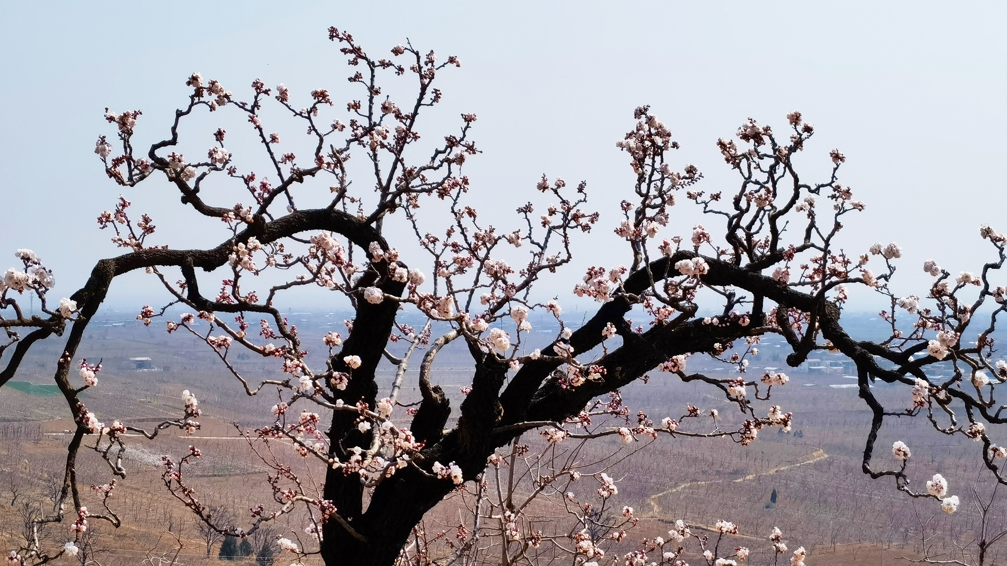 【与春天撞个满怀 打卡最美春景】渭南富平：春花烂漫时 满树杏花满树春_fororder_003