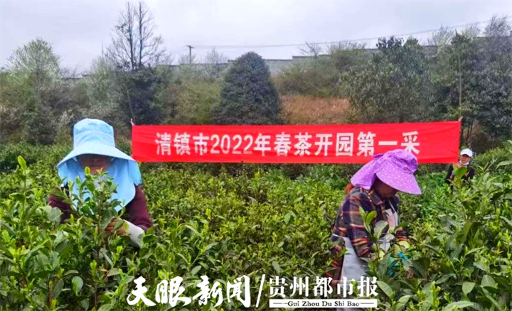 首批“明前茶”开采 贵阳茶叶基地茶韵飘香