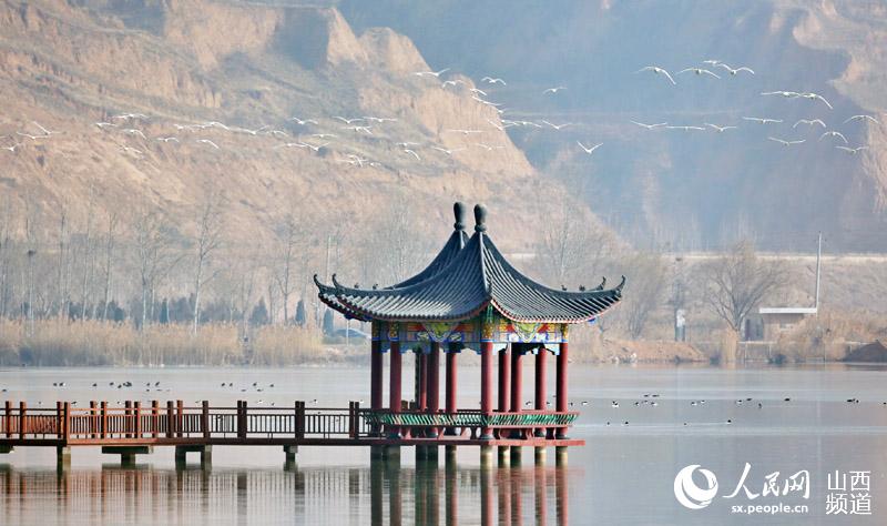 数千只白天鹅飞临山西圣天湖湿地越冬