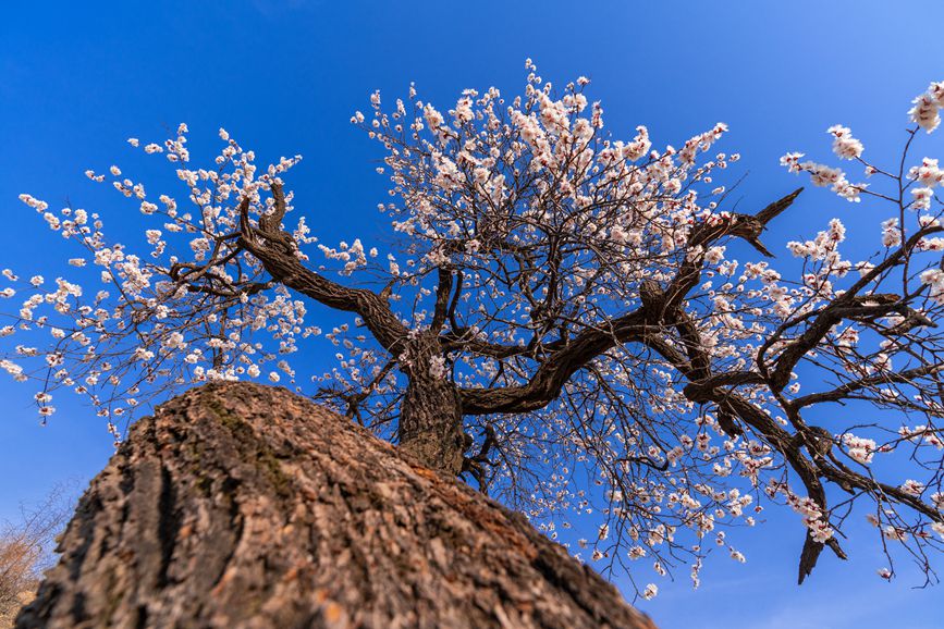 河南灵宝：百年古杏林 花开遍山野