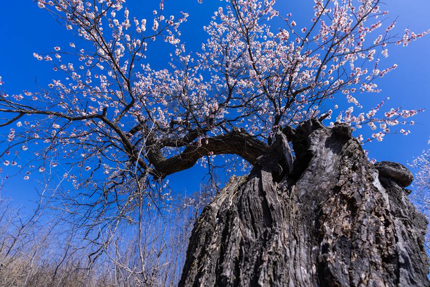 河南灵宝：百年古杏林 花开遍山野