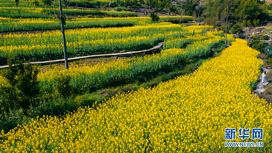 【城市远洋带图】重庆黔江：阿蓬江畔 油菜花香