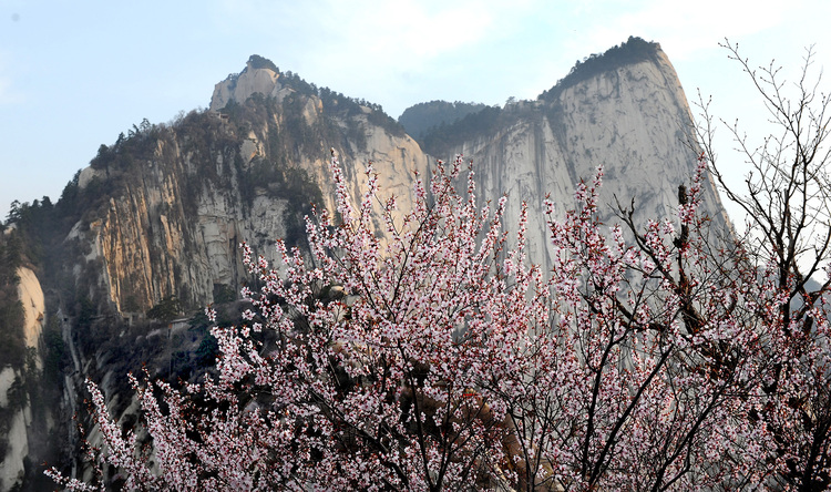 【与春天撞个满怀 打卡最美春景】陕西渭南：春已至，静看山间繁华_fororder_1