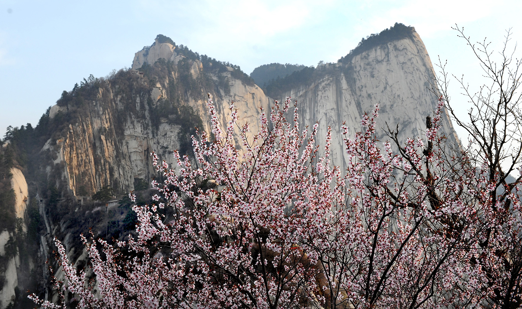 【与春天撞个满怀 打卡最美春景】陕西渭南：春已至，静看山间繁华_fororder_1