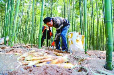 南京高淳：春笋喜获丰收