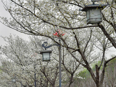 Spring Blossoms Decorate Luoyang City with Various Colors