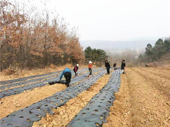 信阳市平桥区邢集镇：人勤春来早 春耕备播忙_fororder_苍术基地铺设地膜