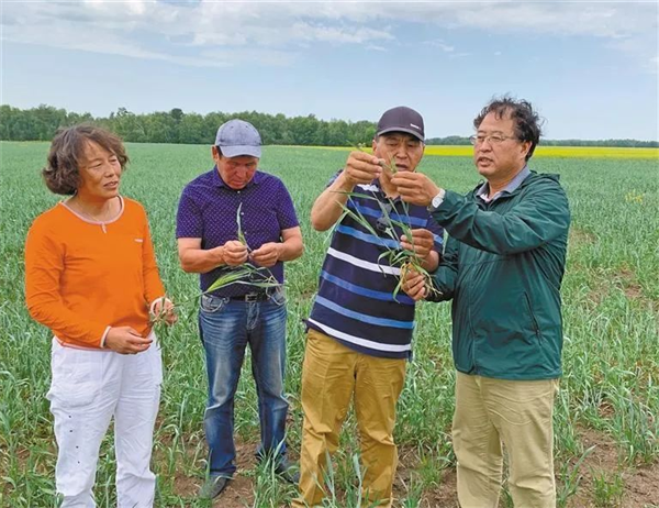 杨凌示范区：在干旱半干旱土地上种出中高产粮食_fororder_图片2