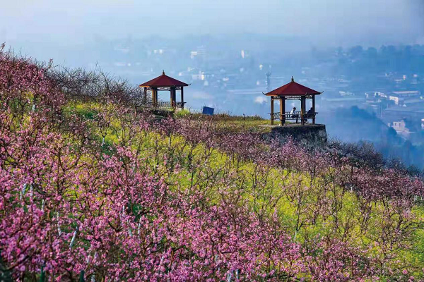 【原创】重庆北碚区举行2022年春季踏青赏花线路推介会_fororder_图片2