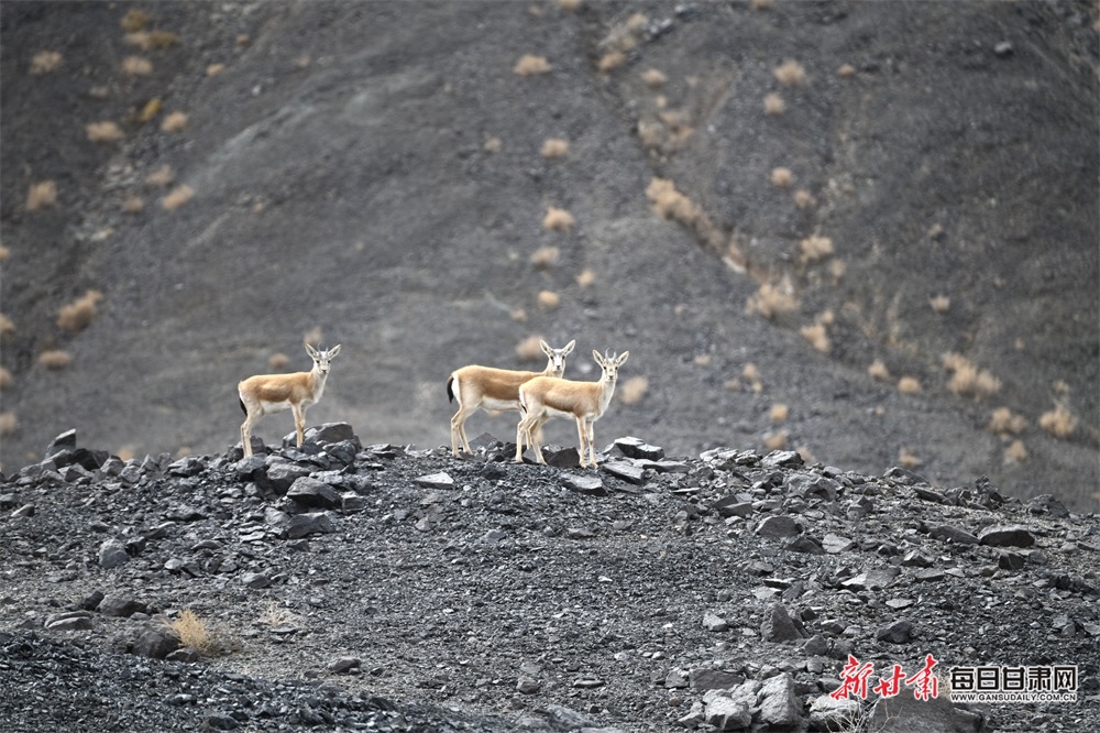 瓜州：生态美如画 “精灵”来安家