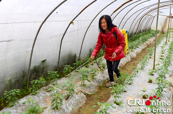 已过审【区县联动】【潼南】潼南：扣膜技术用得妙 冬季蔬菜防寒抗冻产量高【区县联动】潼南：扣膜技术助冬季蔬菜防寒抗冻