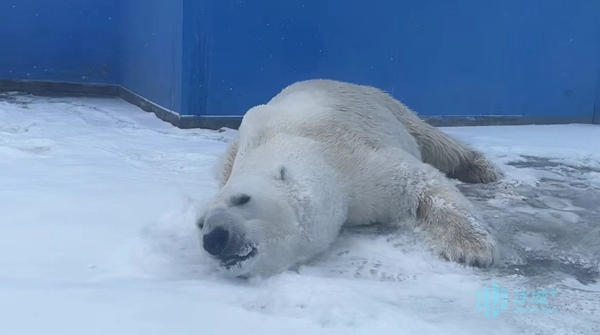 “卖萌”北极熊 冰城戏春雪