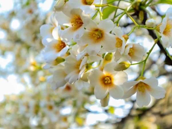 【原创】重庆荣昌：古佛山上桐子花开 踏青赏花正当时_fororder_图片4(1)