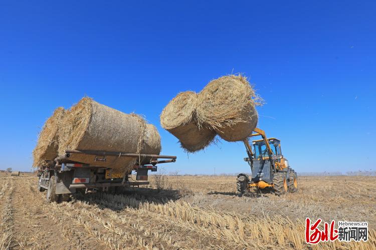 河北滦南：稻草打捆忙