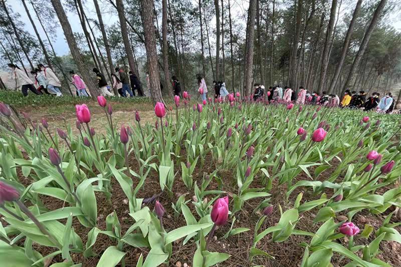 重庆渝北兴隆镇：“安的童话森林”春季花展启幕