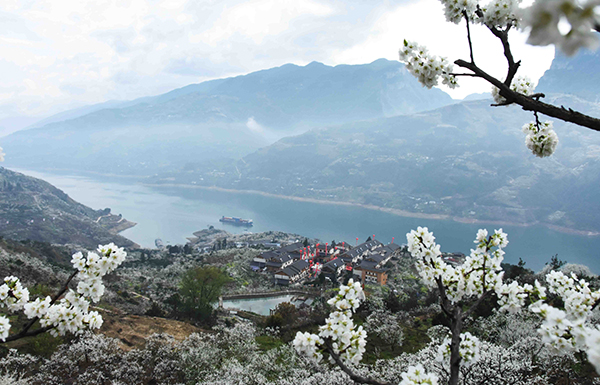 【原创】重庆：第四届长江三峡（巫山）李花节即将启幕_fororder_图片3