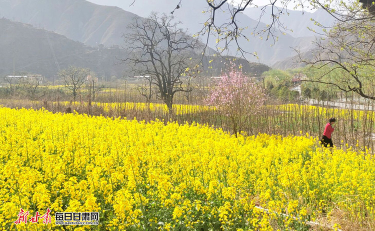 油菜花开满目春 舟曲乡村游人醉