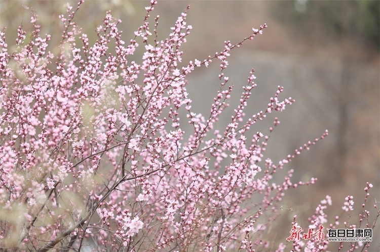 【平凉列表+文旅图文列表】平凉：灼灼桃花开 四方游客来