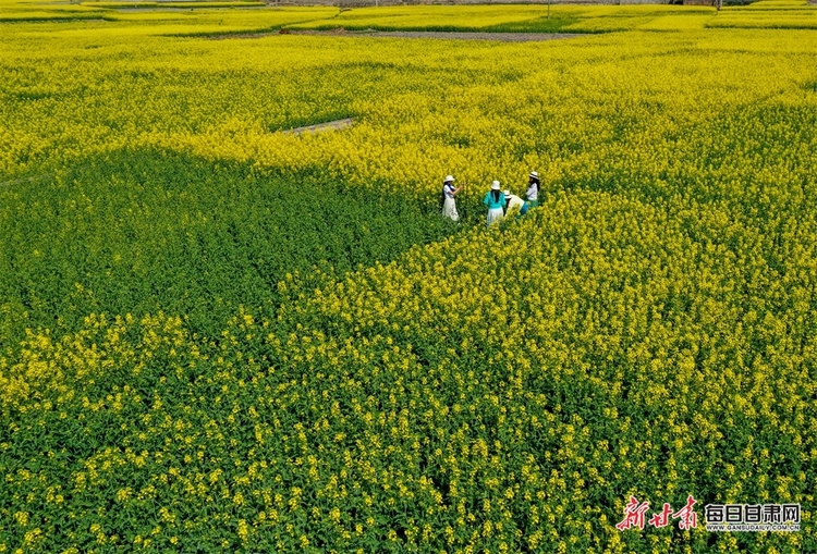 （焦点图列表+陇南列表+大美甘肃）白龙江畔油菜花竞相绽放 田畴沃野像调色板一样