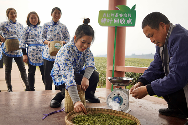 原产地｜春天的约会 来眉山洪雅品“一杯茶”_fororder_李时贵（右）正在收茶-摄影--彭威楠