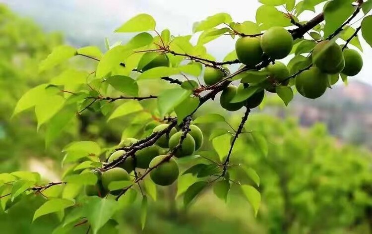 山杏和榆叶梅被七台河确定为市树市花