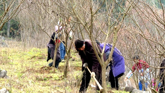 （供稿）贵阳修文：加强森林抚育 厚植生态优势 助力乡村振兴_fororder_微信图片_20220304151455