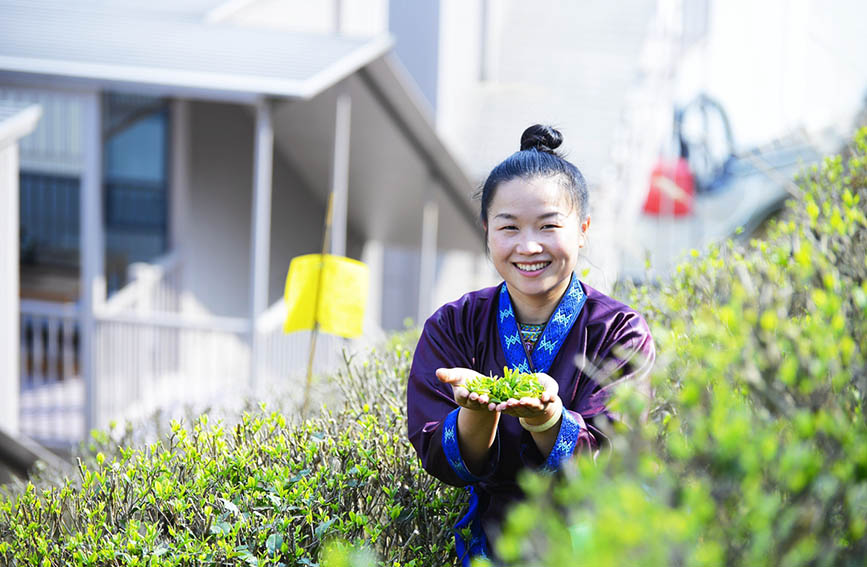 广西：春分时节采茶忙