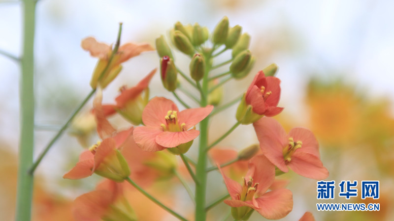 湖北南漳：五彩油菜花海仿佛油画世界