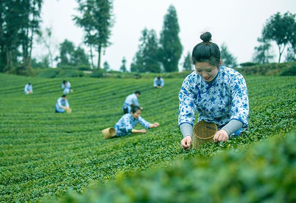 原产地｜春天的约会 来眉山洪雅品“一杯茶”_fororder_采摘鲜叶-摄影-何泽琼