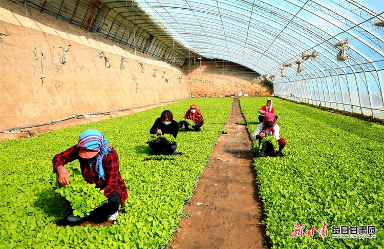 甘州区梁家墩镇的蔬菜苗走俏市场