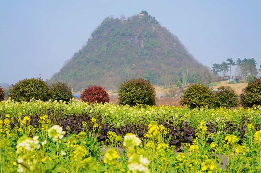 （供稿）贵州独山：油菜花开暖意浓 独秀峰下赏春光_fororder_2