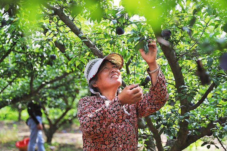 渭南：电商、企业助力鲜果销售