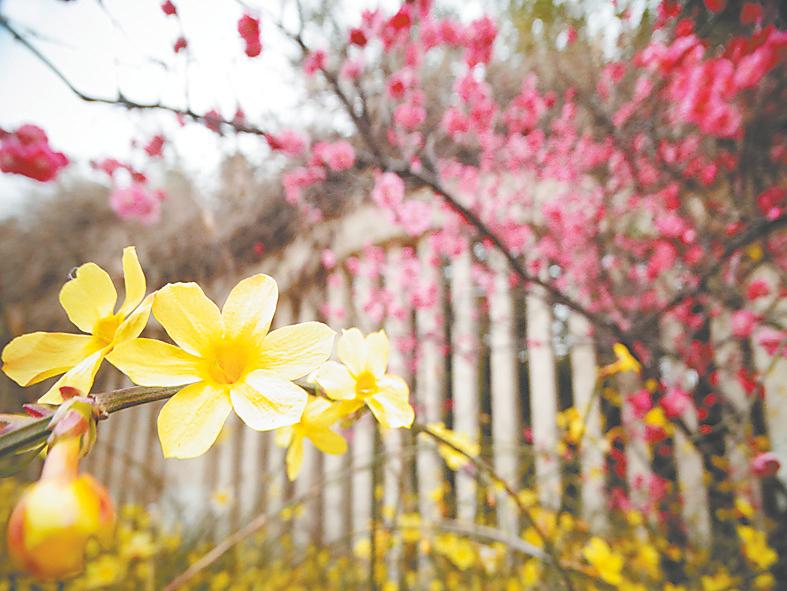 河南开封：春暖花开日 赏花正当时