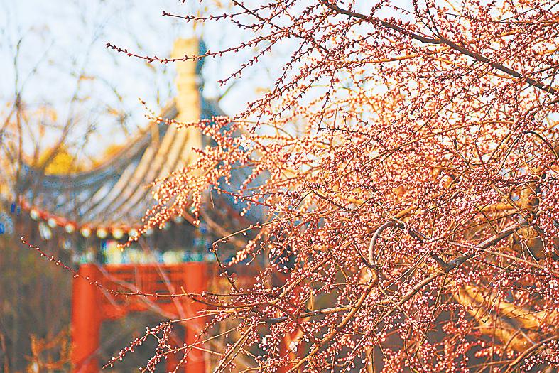 河南开封：春暖花开日 赏花正当时