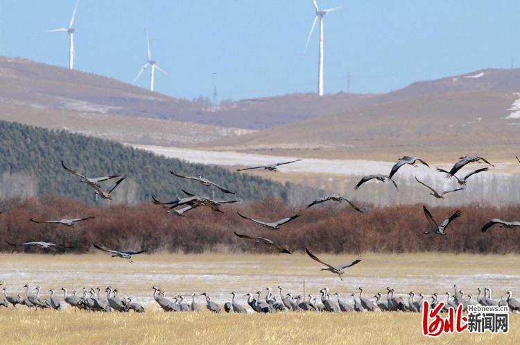 河北张家口：生态环境优 候鸟如约至