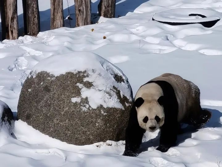 冰墩墩下班了，快来看憨态可掬的冰城冰墩墩