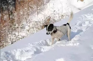 【行游巴渝　图文】下雪了 重庆这些地方已美成童话