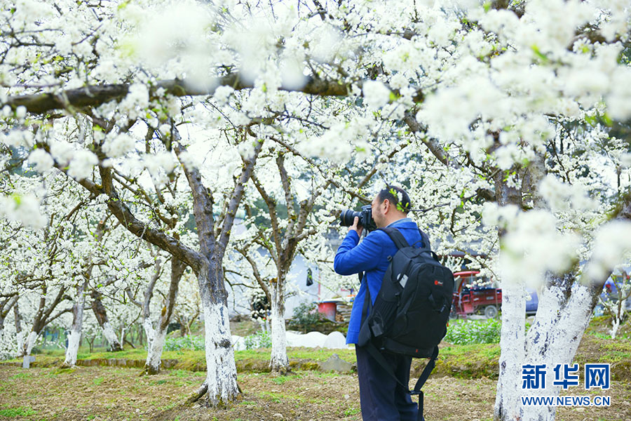 千亩李子花开 来武陵山区寻一场“李”遇