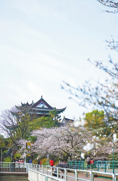 百花接力 武汉春天再迎似锦繁花