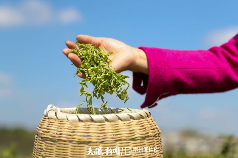 黔茶 春天芬芳的暖意 香飘大地